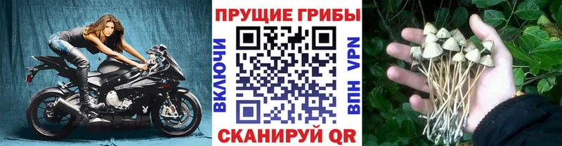 Купить где  Бутурлиновка  Псилоцибиновые грибы мицелий 